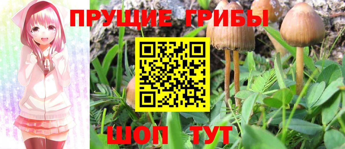 Псилоцибиновые грибы Psilocybe Гудермес